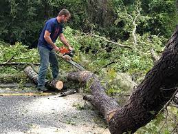 Best Hedge Trimming  in Oblong, IL
