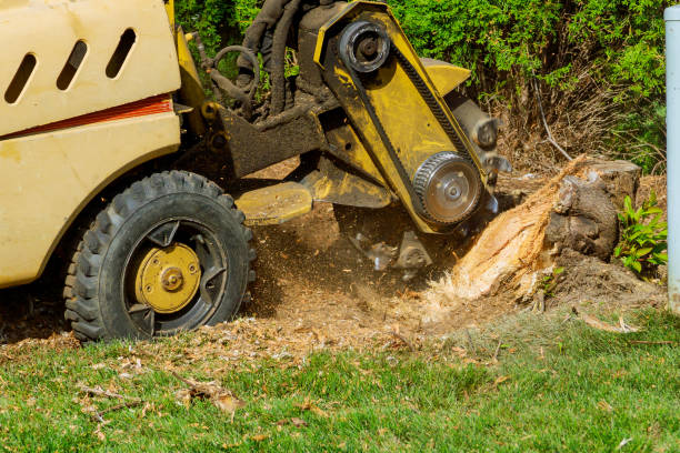 Trusted Oblong, IL Tree Services Experts